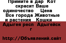 Примите в дар. Кот скрасит Ваше одиночество. › Цена ­ 0 - Все города Животные и растения » Кошки   . Адыгея респ.,Адыгейск г.